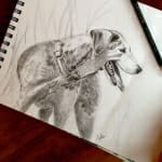 Sketch of Coon dog - by Lisa Acciai