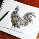 Sketch of Key West Rooster- by Lisa Acciai