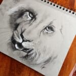 Sketch of lion - by Lisa Acciai