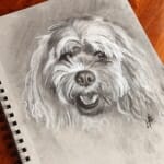 Sketch of Muffin - by Lisa Acciai