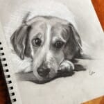 Sketch of Lucky - by Lisa Acciai