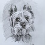 Terrier - sketch by Lisa Acciai