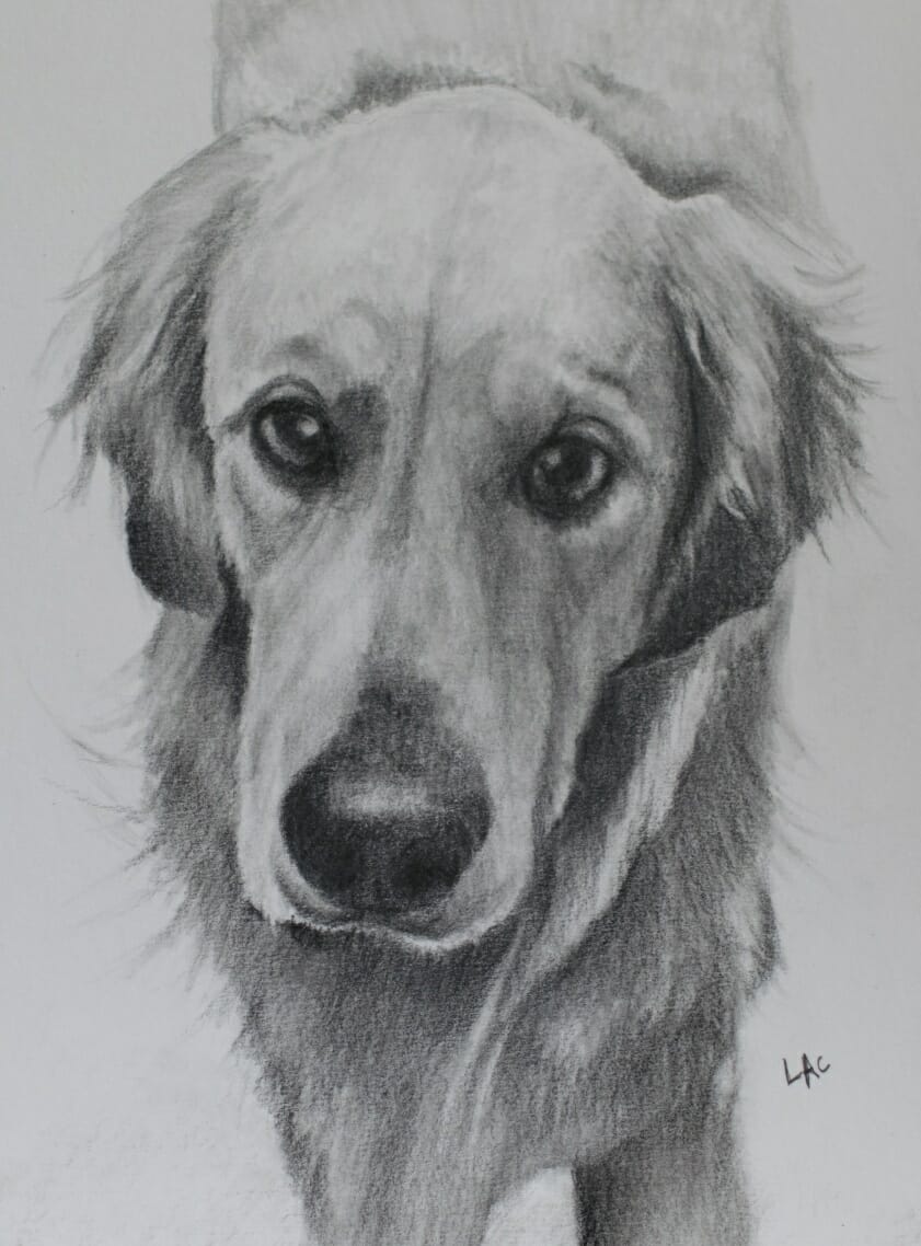 2 Goldens, Jethro and a watchful cat - latest sketches - Lisa Acciai ...