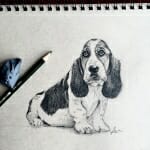 basset-hound-Sketch-Lisa-Acciai-LAcStudio