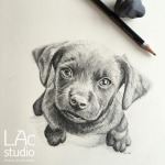 puppy-sketch-Lisa-Acciai-LAcStudio