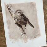 Robin Bird study -Lisa Acciai
