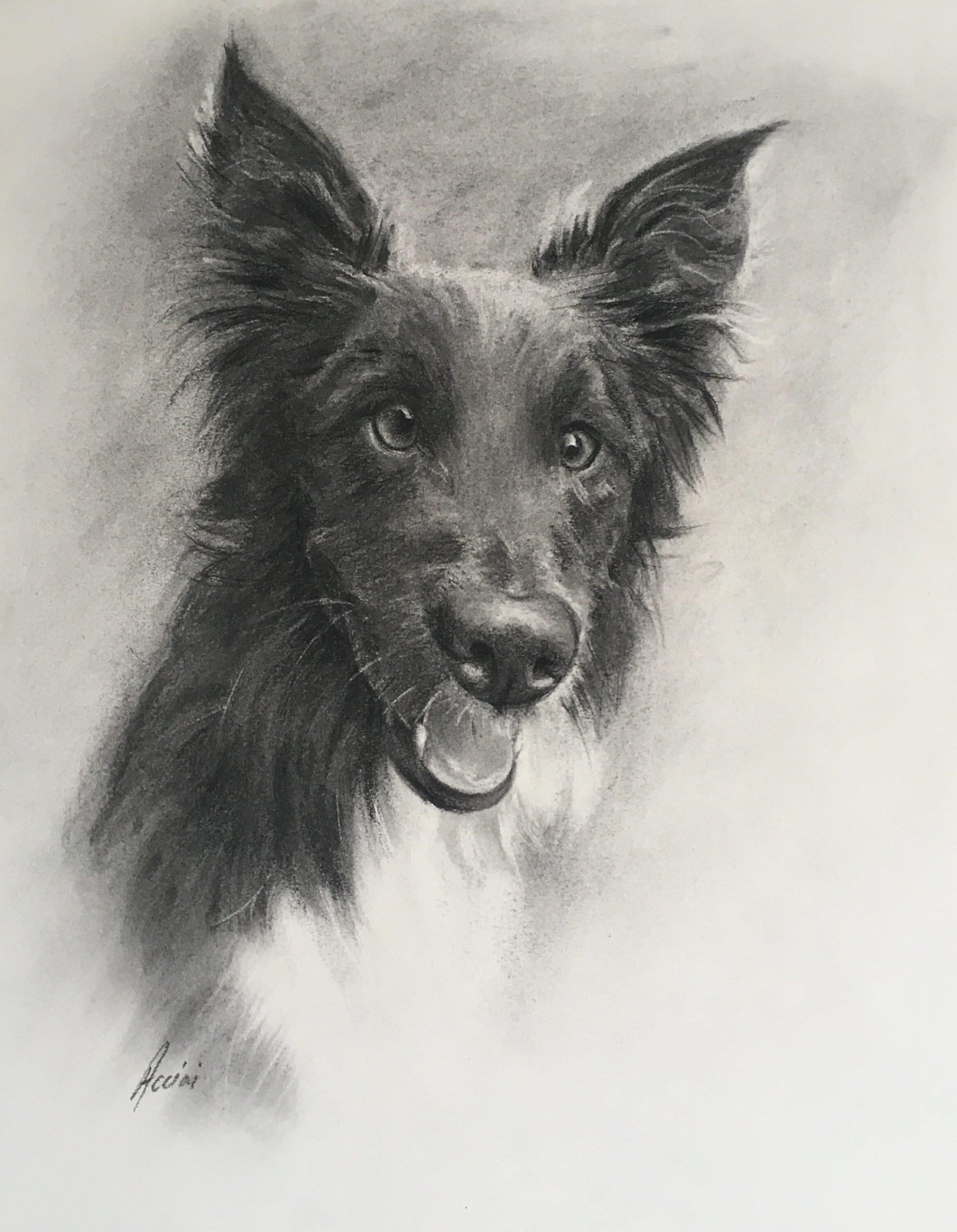 Toby Border Collie in charcoal by Lisa Acciai