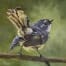 Shake your tail feather-grey fantail-Lisa Acciai