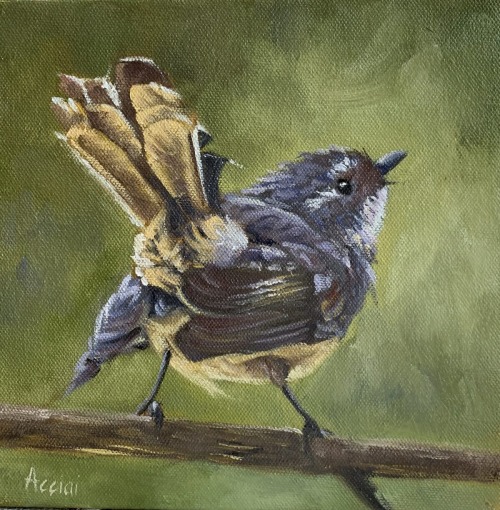 Shake your tail feather-grey fantail-Lisa Acciai