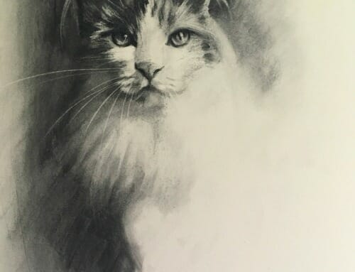 Cat Study in Charcoal