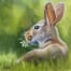 Spring bunny-oil-6x6-LAcciai