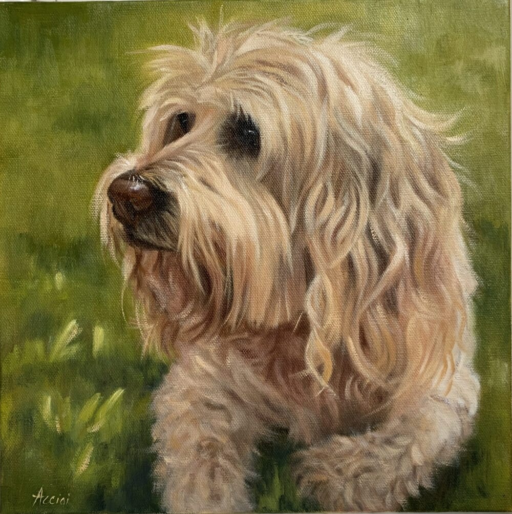 Cooper the cockapoo - oil painting _by Lisa Acciai
