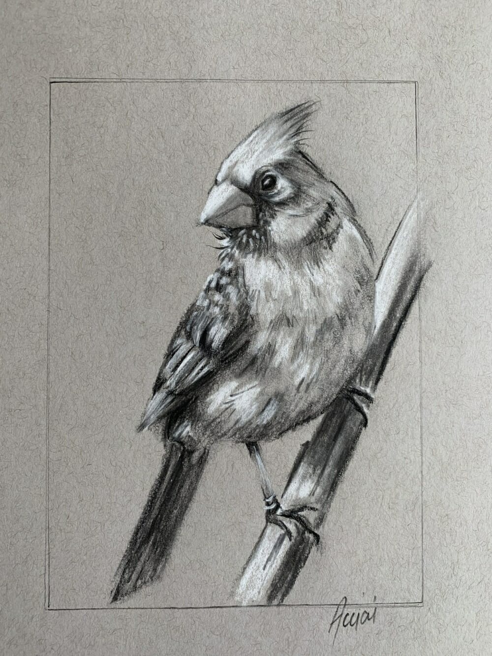 Female cardinal-sketch-Lisa Acciai