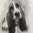 Lament of the Long Eared - Basset Hound - Charcoal drawing- LAcciai
