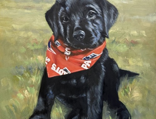 Piper, black Labrador